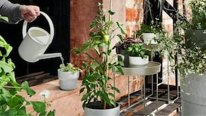 Кашпо и растения для сада