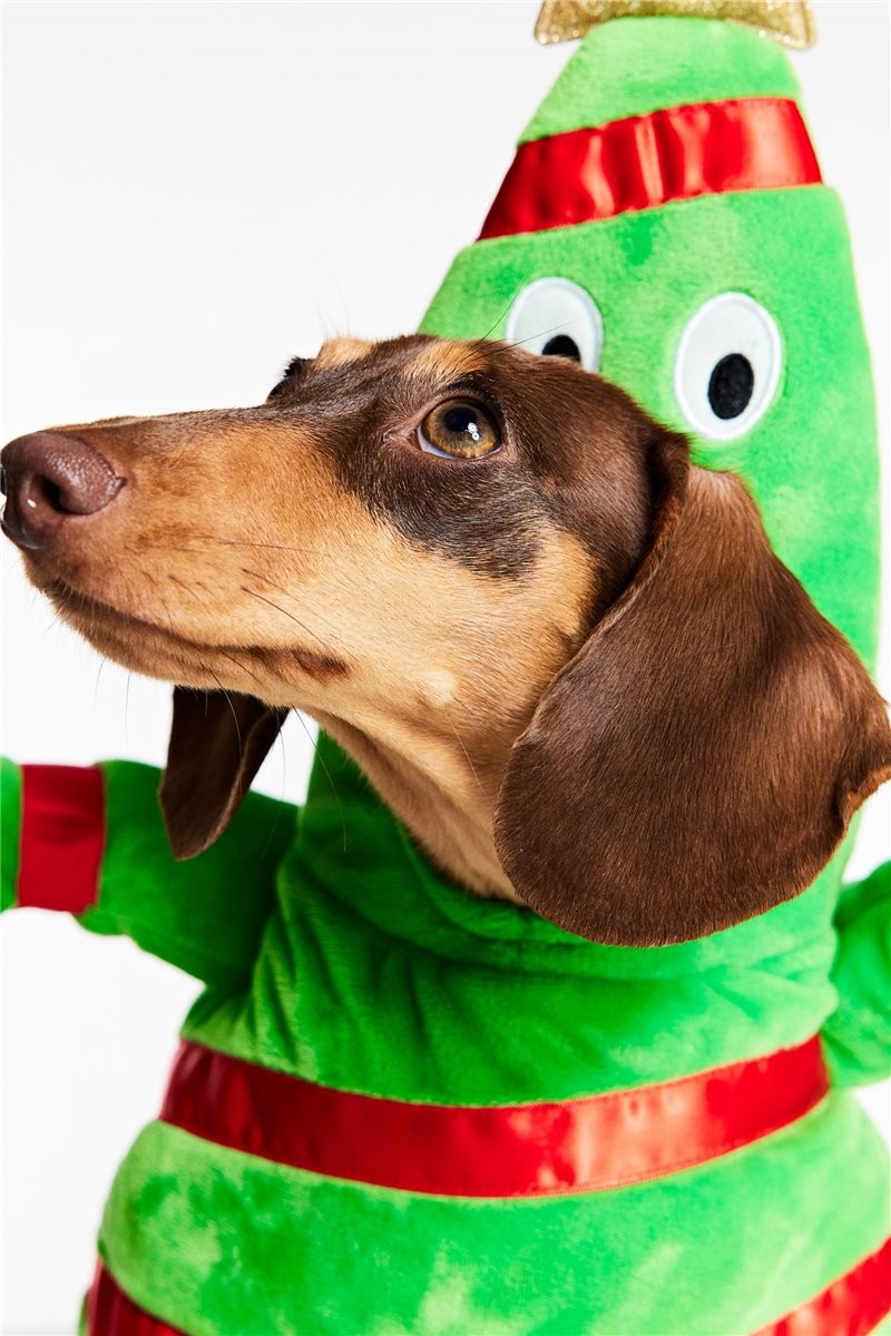 H&M Home новогодний костюм для собаки, Зеленый, Разные размеры 1191182001 | 1191182001