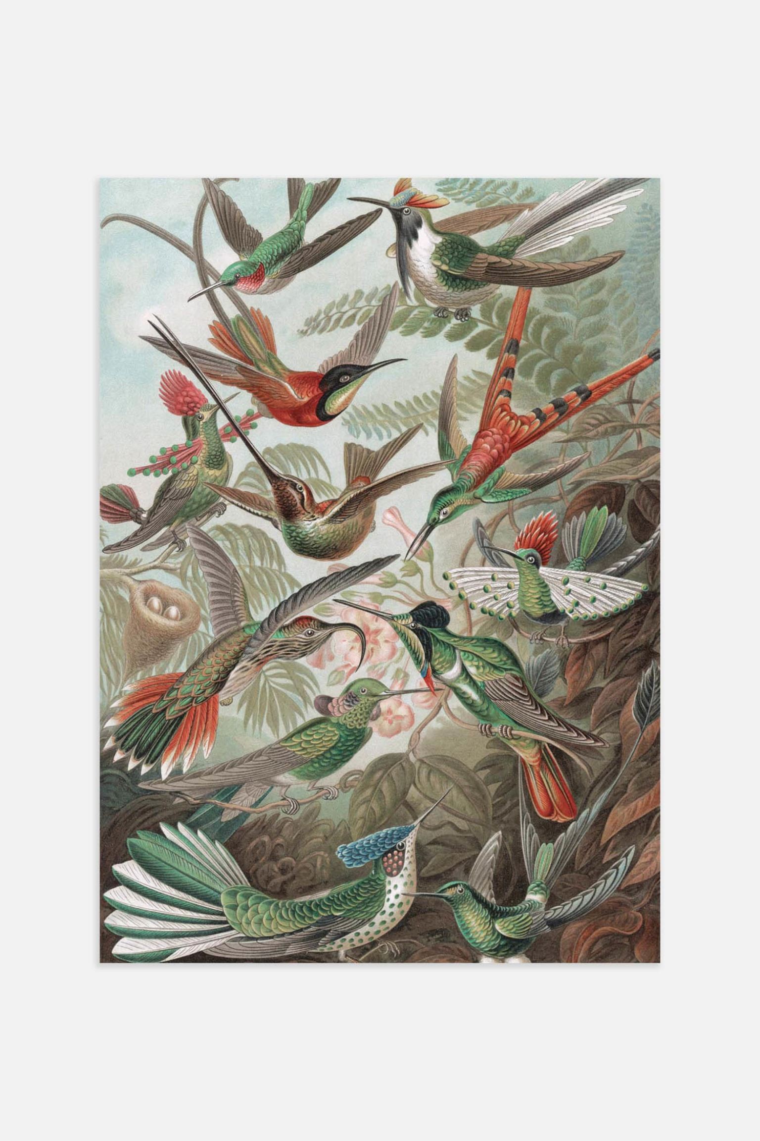 Postery Плакат с колибри - зеленый 1210492001 | 1210492001