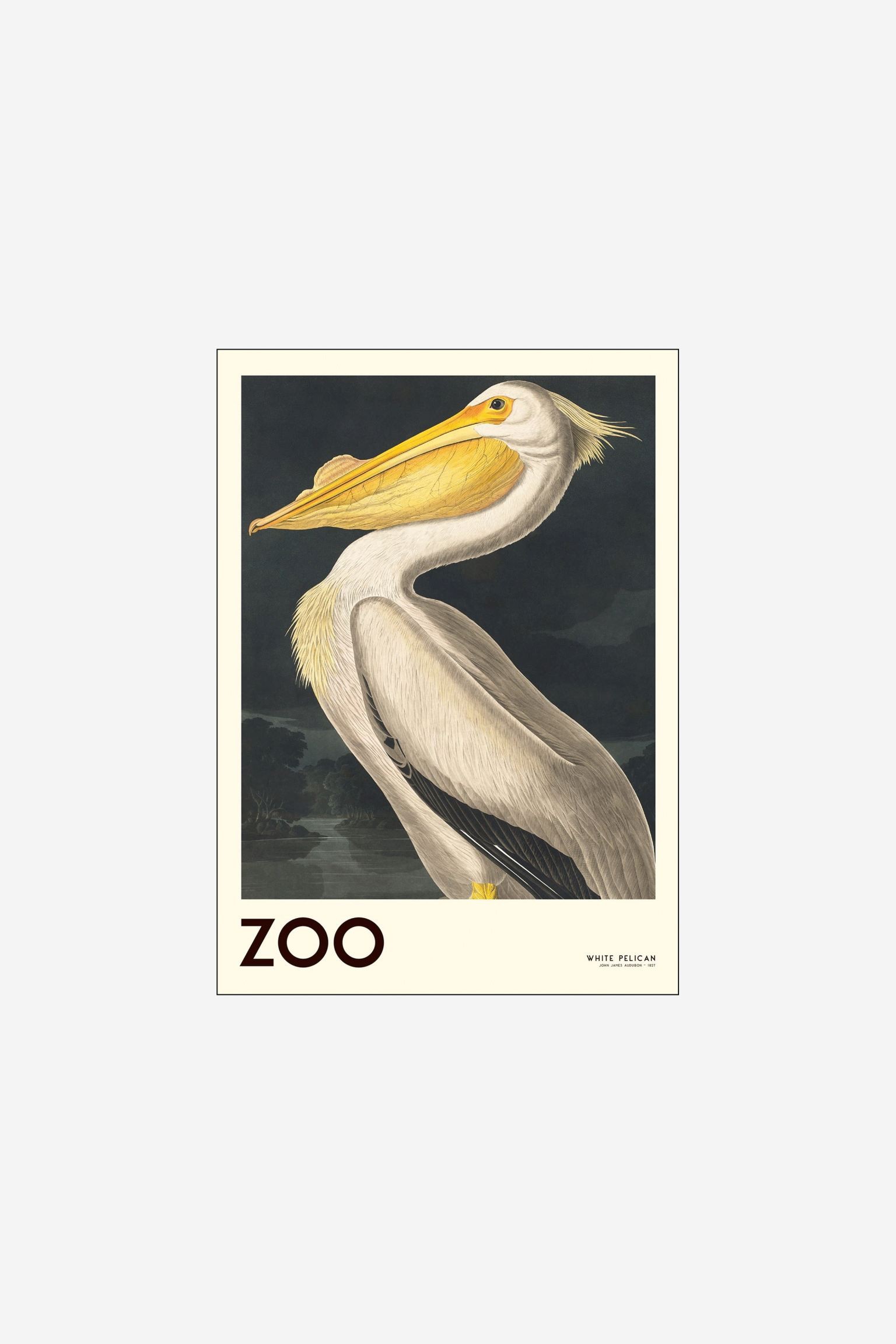 Poster & Frame Постер Ap Atelier - Коллекция Zoo - Белый пеликан - 01 1219230001 | 1219230001