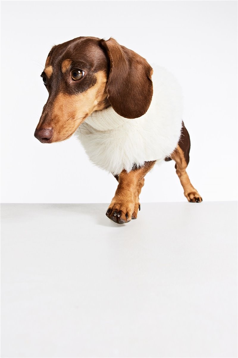 Пушистый свитер для собаки, Белый, Разные размеры