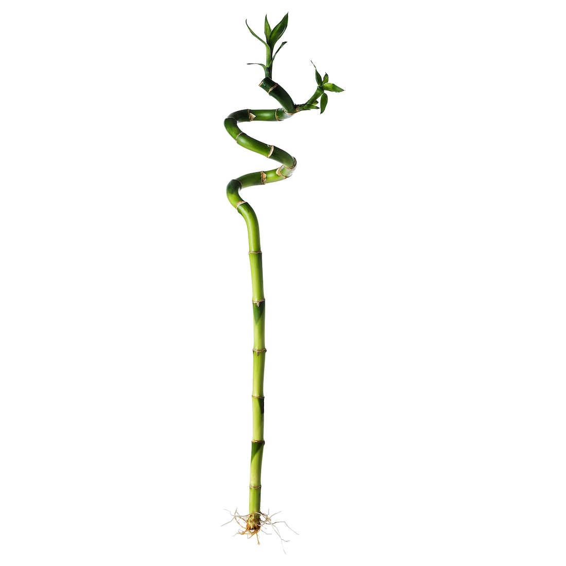 DRACAENA ДРАЦЕНА Растение, Счастливый бамбук / спираль