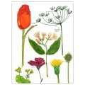IKEA BILD БИЛЬД Постер, Цветущие цветы I, 30x40 см 50436108 | 504.361.08
