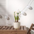 IKEA FEJKA Искусственное растение в горшке, для дома / для улицы / белый нарцисс, 12 см 30571687 | 305.716.87