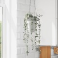 IKEA FEJKA ФЕЙКА Искусственное растение в горшке, для дома / улицы подвесной / эвкалипт, 9 см 70466811 704.668.11