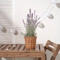 IKEA FEJKA Искусственное растение в горшке, для дома / улицы / лаванда сиреневый, 12 см 50571691 | 505.716.91