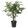 IKEA FEJKA Искусственное растение в горшке, красное сандаловое дерево для дома / для улицы, 19 см 00571698 005.716.98