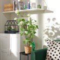 IKEA FEJKA Искусственное растение в горшке, Снежный ком для дома / для улицы, 15 см 60571695 605.716.95