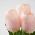 IKEA FEJKA Искусственное растение в горшке, для дома / для улицы / тюльпан розовый, 9 см 60571681 | 605.716.81