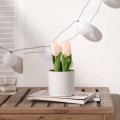 IKEA FEJKA Искусственное растение в горшке, для дома / для улицы / тюльпан розовый, 9 см 60571681 | 605.716.81