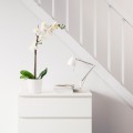 IKEA FEJKA ФЕЙКА Искусственное растение в горшке, Орхидея белый, 12 см 80285909 802.859.09