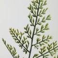 IKEA SMYCKA Искусственный листок, внутренняя/наружная/ морковно-зеленая, 53 см 20562928 205.629.28