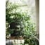 IKEA FEJKA ФЕЙКА Искусственное растение в горшке, для дома / улицы / подвесной, 9 см 40349531 403.495.31