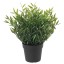 IKEA FEJKA ФЕЙКА Искусственное растение в горшке, для дома / улицы Бамбук домашний, 9 см 60433939 604.339.39