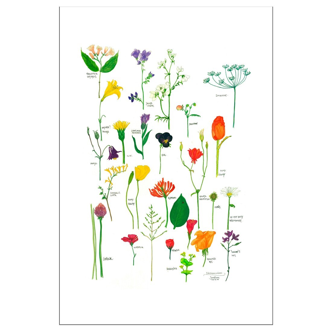 IKEA BILD БІЛЬД Постер, Квітучі квіти, 61x91 см 50441794 504.417.94