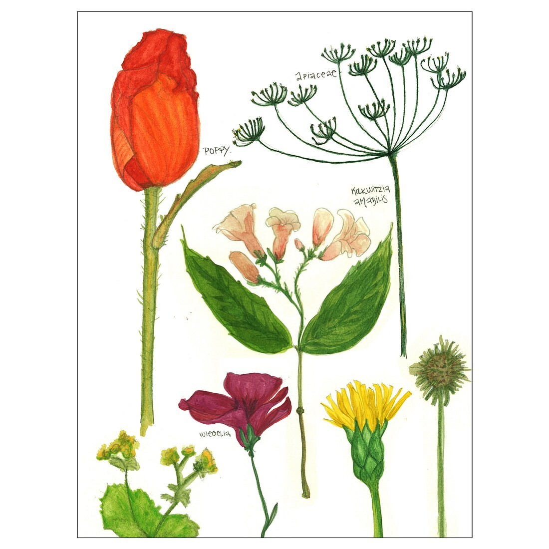 BILD БІЛЬД Постер, Квітучі квіти І, 30x40 см