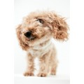 H&M Home Толстовка для собак з флісу, Білий/гусяча лапка, Різні розміри 0906339018 | 0906339018