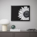 IKEA BILD БІЛЬД Постер, соняшник, 40x50 см 00435984 004.359.84