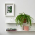 IKEA FEJKA ФЕЙКА Штучна рослина в горщику, для дому / вулиці підвісна / папороть, 12 см 10548631 105.486.31