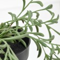 IKEA FEJKA ФЕЙКА Штучна рослина в горщику, для дому / вулиці / Starzec Rowleya підвісний, 9 см 20508408 | 205.084.08