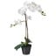 IKEA FEJKA ФЕЙКА Штучна рослина в горщику, Орхідея білий, 12 см 80285909 802.859.09