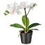 IKEA FEJKA ФЕЙКА Штучна рослина в горщику, Орхідея білий, 9 см 00285908 002.859.08