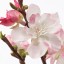 IKEA SMYCKA СМЮККА Квітка штучна, цвіт вишні / рожевий, 130 см 00409739 004.097.39