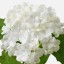 IKEA SMYCKA СМЮККА Квітка штучна, снежок / белый, 60 см 40409742 404.097.42